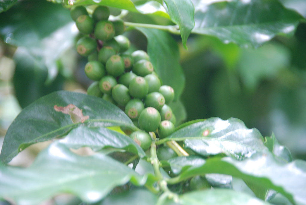 Plody zelenej kávy pred jej zberom