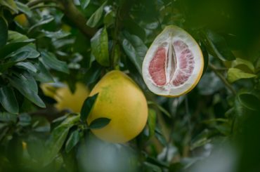 Pomelo – vitamínová bomba z Ázie pomelo
