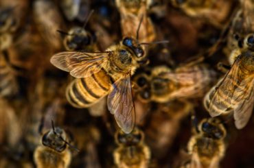 ustipnutie osou a vcelou